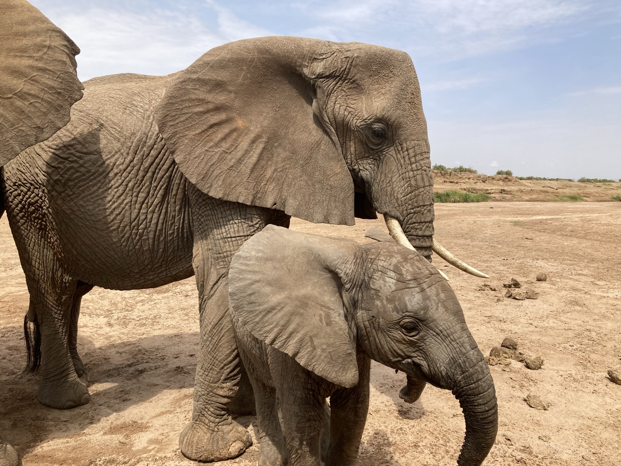Une mère et son bébé éléphant se tiennent ensemble dans un paysage aride