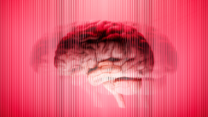 Les scientifiques viennent de découvrir une grande limitation dans les minicerveaux cultivés en laboratoire : ils ont une « sensation du temps » faussée