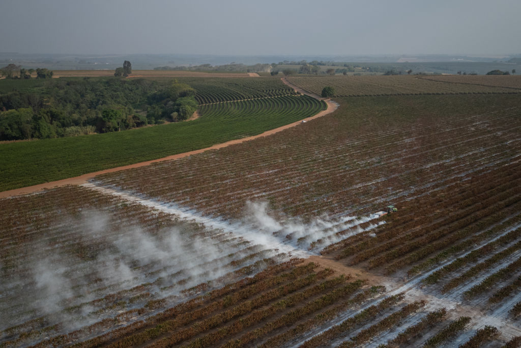 Vue aérienne d'une plantation de café irriguée et d'une plantation de café asséchée par la sécheresse.