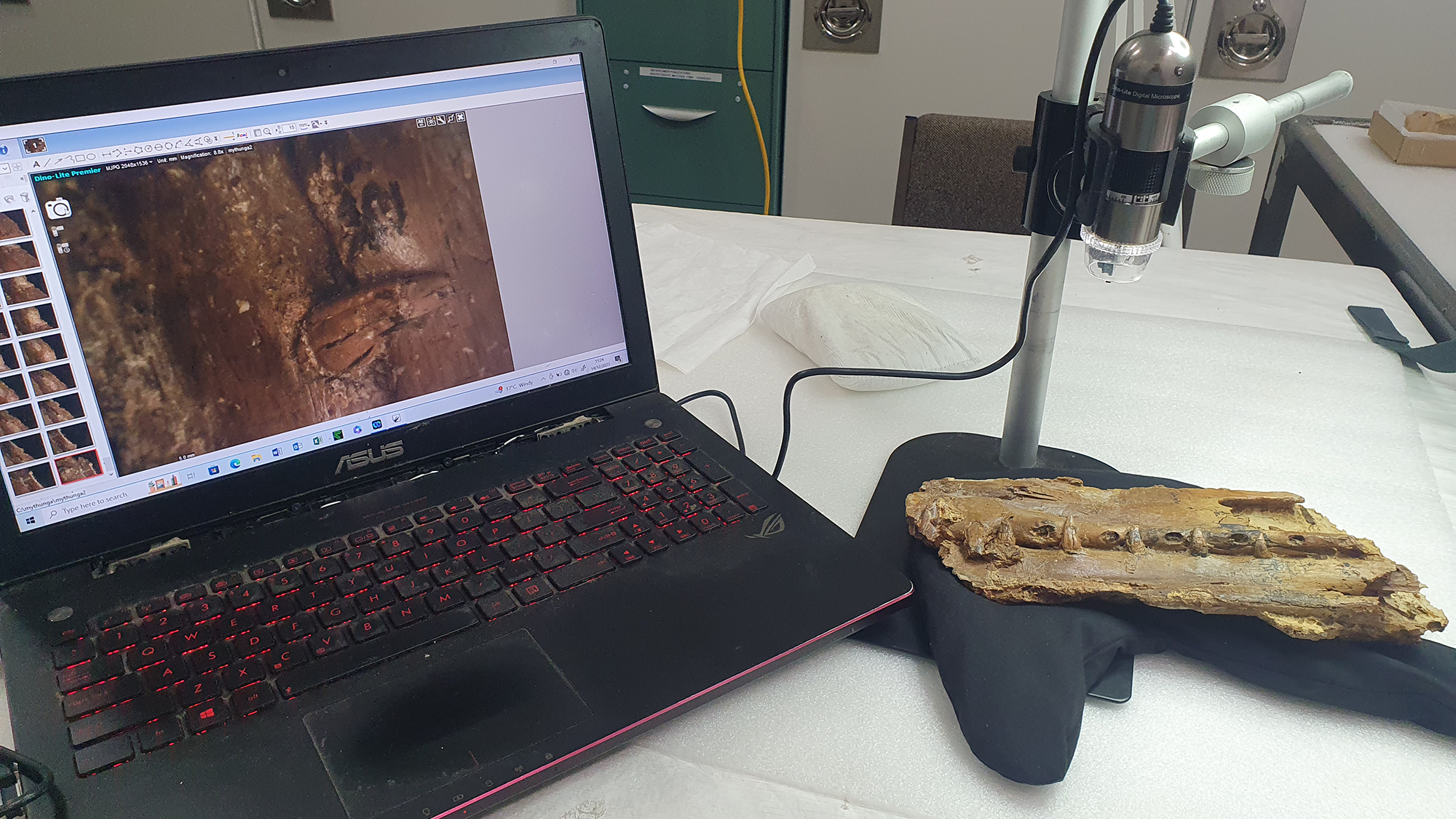Vue d'un fossile scanné avec un ordinateur portable à côté