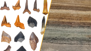 A split image showing a selection of the shark tooth fossils and the location in the Egyptian desert where they were found