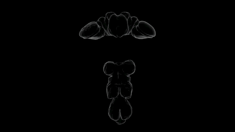 Un gif montrant une série de neurones colorés dans un système nerveux sur un fond sombre
