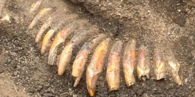 Des fouilles en Pologne révèlent un homme de l&rsquo;âge de pierre enterré avec des têtes décapitées et un collier de dents