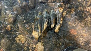 Une « roche de forme étrange » découverte en Californie s’avère être une molaire de mastodonte « immaculée »