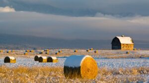 Hay bales and a rustic barn in a snow-covered field.
