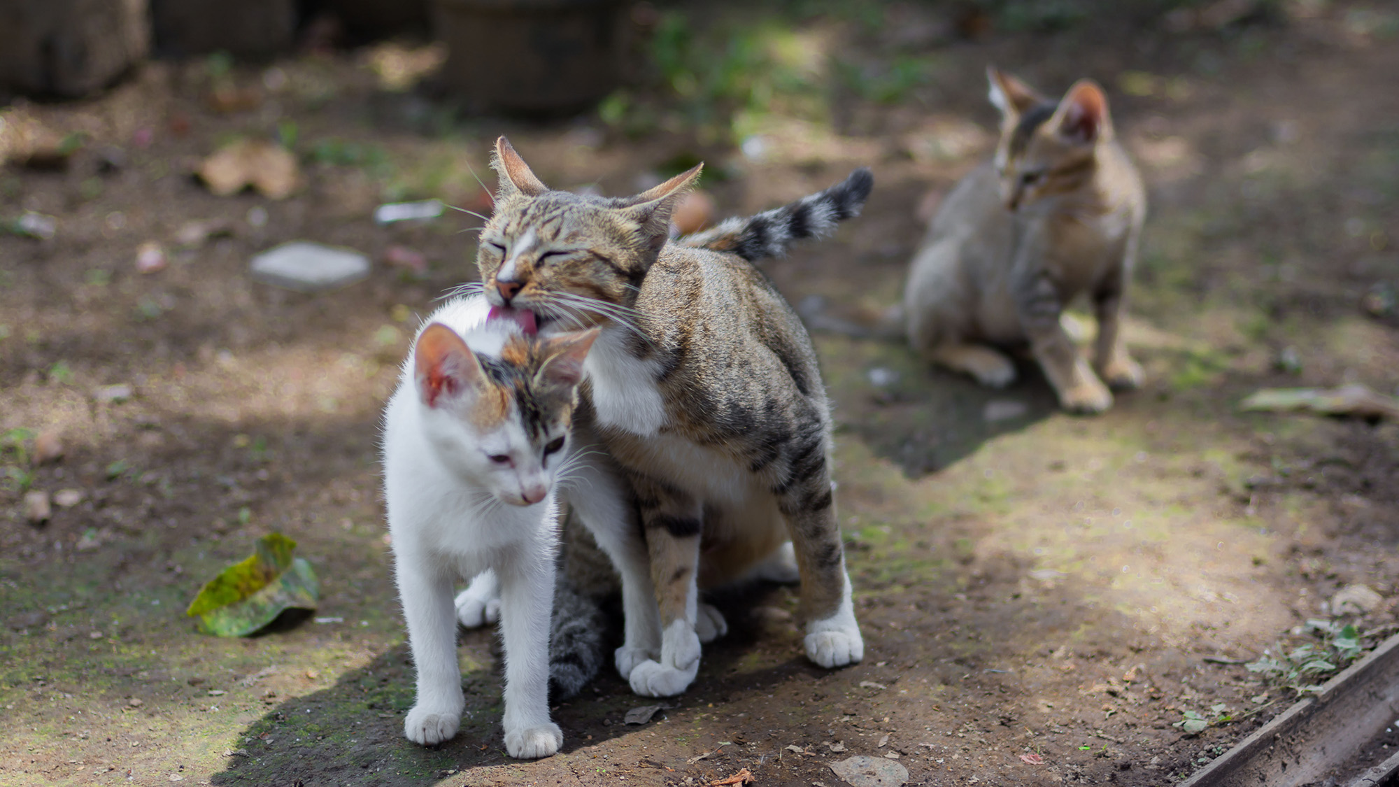 Trois chatons qui sont dehors sont rapprochés et se lèchent.