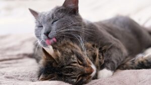 Pourquoi les chats se lèchent-ils ?
