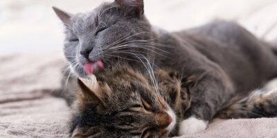 Pourquoi les chats se lèchent-ils ?
