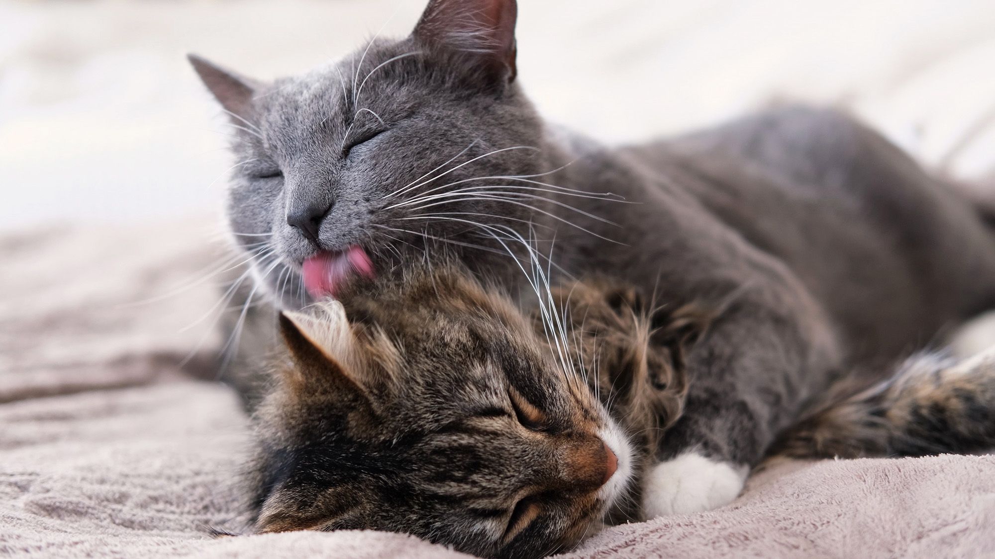 Pourquoi les chats se lèchent-ils ?