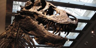 Les scientifiques ont enfin déterminé la température du sang du T. rex – et il était aussi chaud que le nôtre