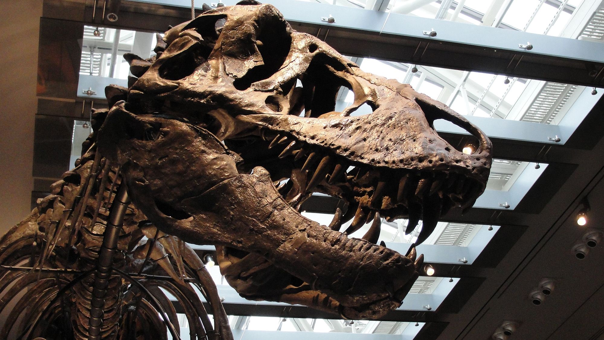 Les scientifiques ont enfin déterminé la température du sang du T. rex – et il était aussi chaud que le nôtre