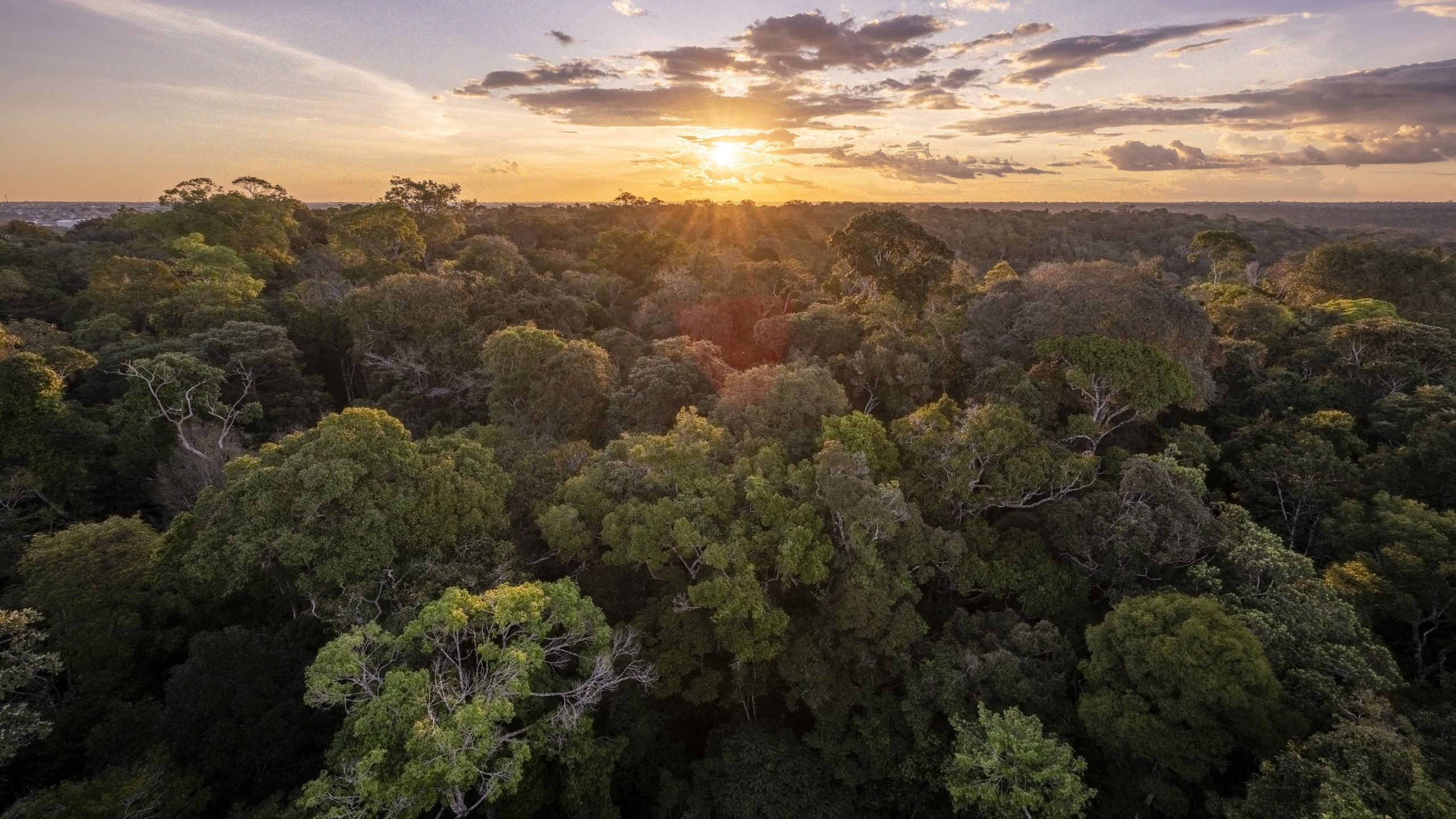 « À un moment donné, nous devrons réagir » : comment El Niño, le changement climatique et la criminalité poussent la forêt amazonienne au bord du gouffre