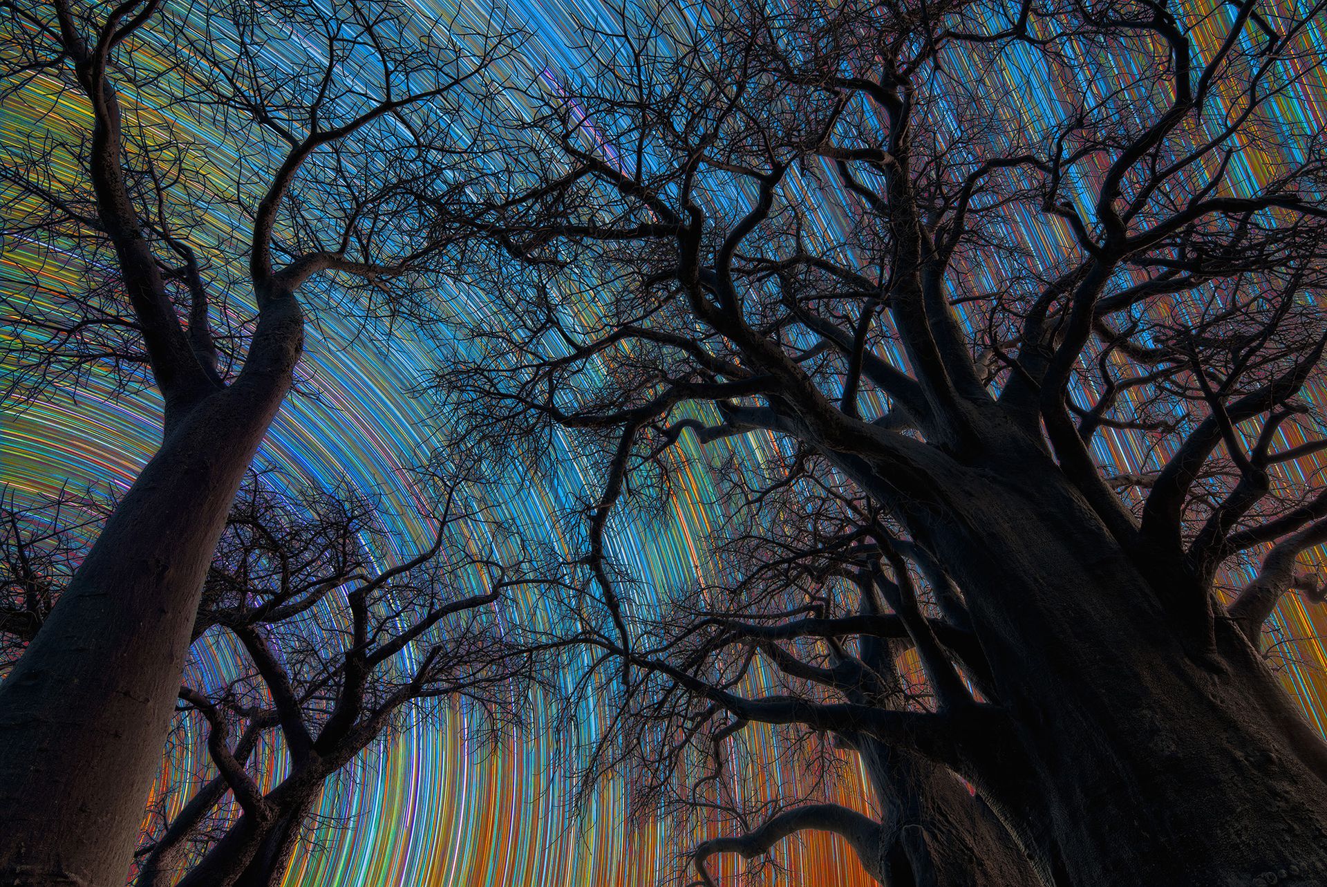 Une série d'étoiles à longue exposition dans le ciel nocturne au-dessus des arbres sombres.