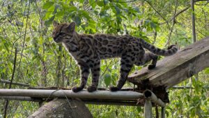 Des scientifiques nomment une nouvelle espèce de chat pour la première fois depuis plus d'un siècle