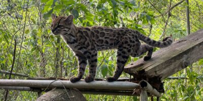 Des scientifiques nomment une nouvelle espèce de chat pour la première fois depuis plus d&rsquo;un siècle