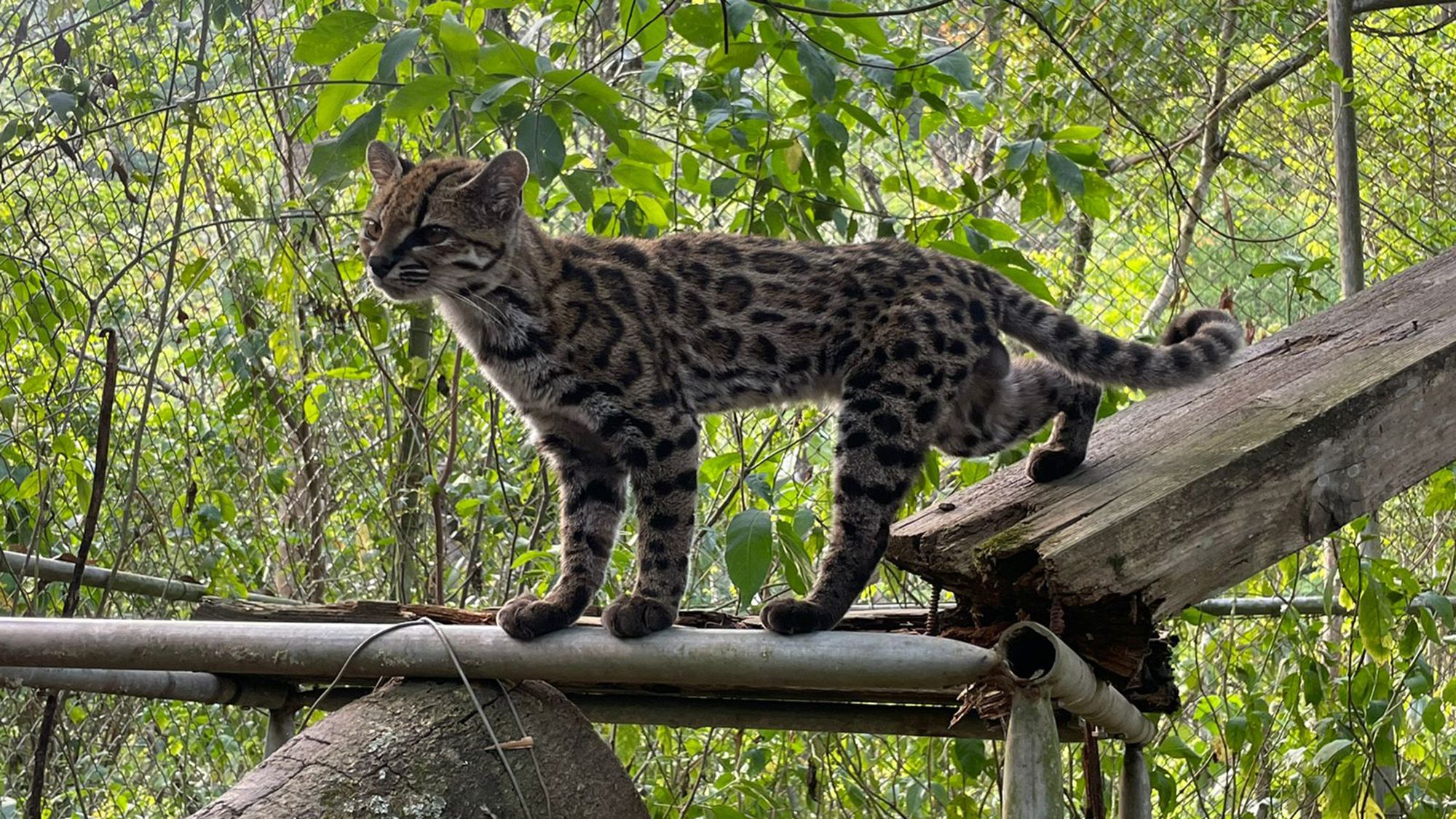 Des scientifiques nomment une nouvelle espèce de chat pour la première fois depuis plus d'un siècle