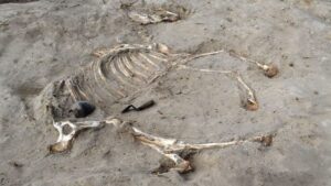 Découverte d'une sépulture vieille de 3 000 ans d'un ancien cheval égyptien – et une sculpture sur pierre à proximité représente un prisonnier capturé