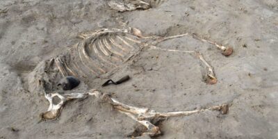 Découverte d&rsquo;une sépulture vieille de 3 000 ans d&rsquo;un ancien cheval égyptien – et une sculpture sur pierre à proximité représente un prisonnier capturé