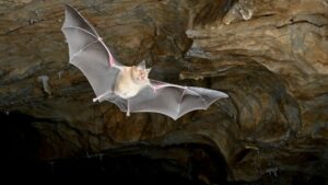 Les premières chauves-souris sur Terre ne sont pas venues d'où nous le pensions, révèle une étude génétique historique
