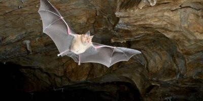 Les premières chauves-souris sur Terre ne sont pas venues d&rsquo;où nous le pensions, révèle une étude génétique historique