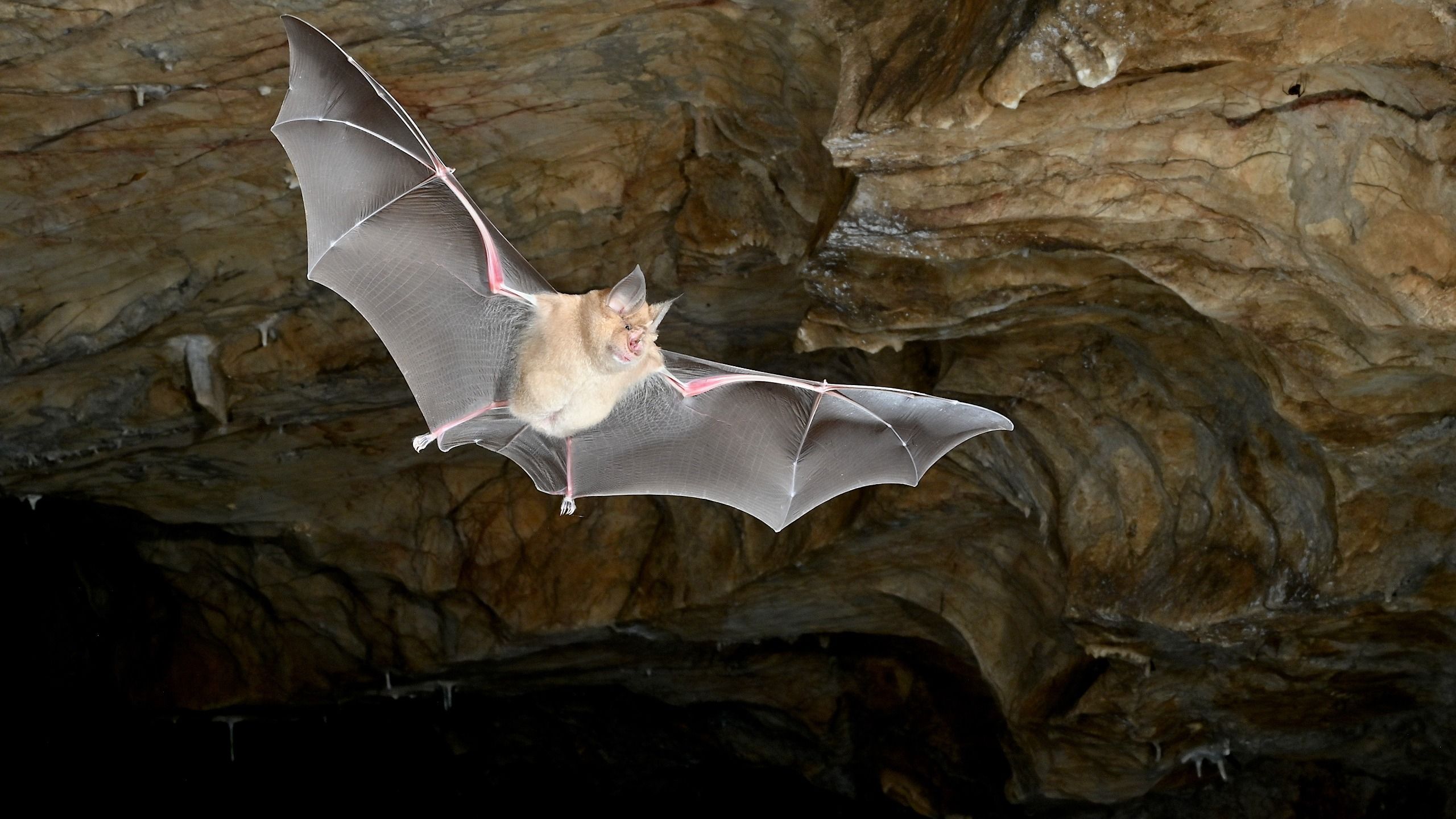 Les premières chauves-souris sur Terre ne sont pas venues d'où nous le pensions, révèle une étude génétique historique