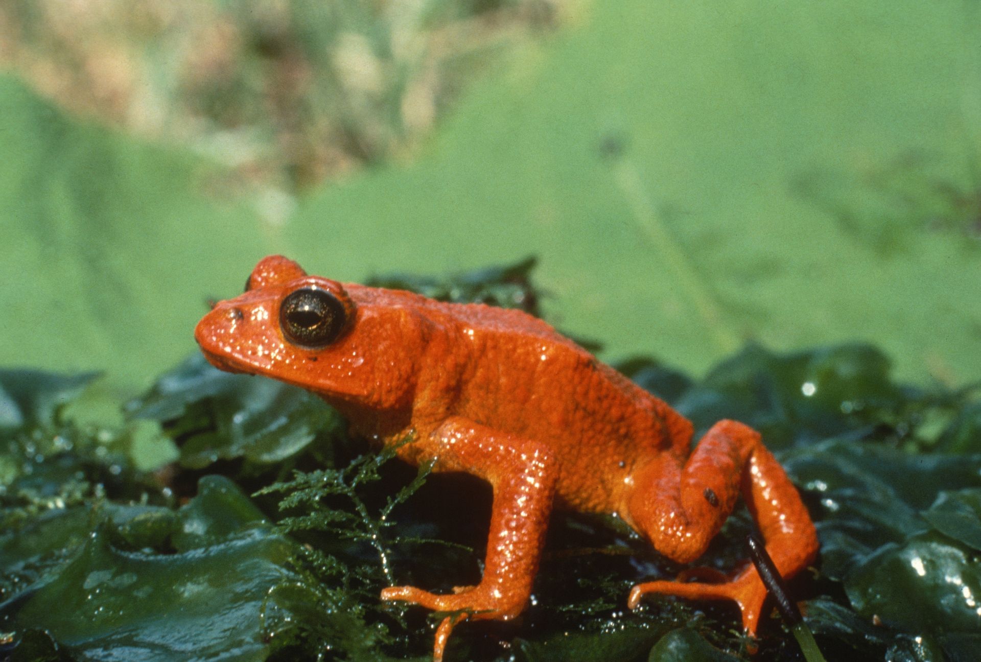 La dernière photographie connue du crapaud doré, aujourd'hui disparu, prise au Costa Rica en 1978.