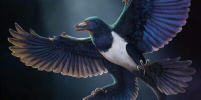 Un dinosaure à plumes remarquablement préservé découvert en Chine révèle de nouveaux secrets sur l&rsquo;évolution des prédateurs volants