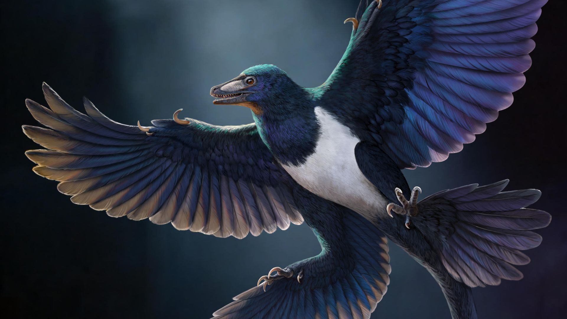 Un dinosaure à plumes remarquablement préservé découvert en Chine révèle de nouveaux secrets sur l'évolution des prédateurs volants