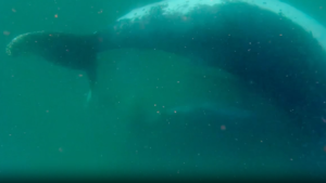 « Il est extrêmement rare d'en être témoin » : des scientifiques enregistrent une mère de baleine à bosse en deuil de son petit mort-né dans des images inédites