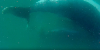 « Il est extrêmement rare d&rsquo;en être témoin » : des scientifiques enregistrent une mère de baleine à bosse en deuil de son petit mort-né dans des images inédites