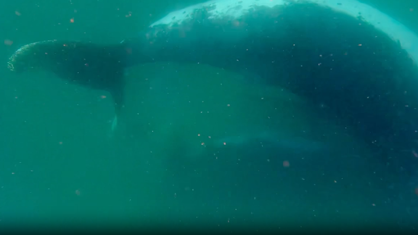 « Il est extrêmement rare d'en être témoin » : des scientifiques enregistrent une mère de baleine à bosse en deuil de son petit mort-né dans des images inédites