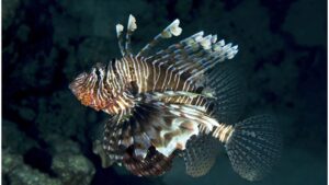 Navire-hôpital coulé de la Seconde Guerre mondiale colonisé par des poissons-feux diaboliques et de rares phoques moines