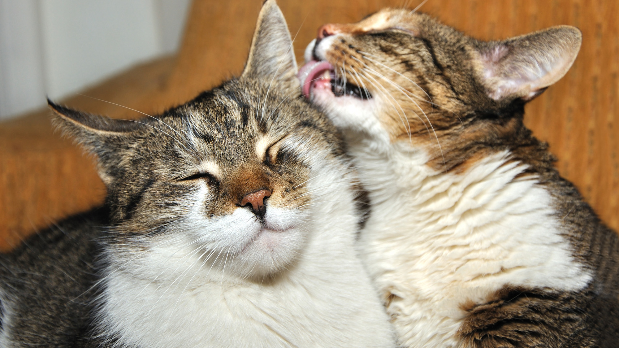 Un chat brun et blanc lèche l'oreille d'un autre chat brun et blanc.