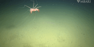 Regardez les toutes premières images d&rsquo;un rare calmar des grands fonds dans le nord-est du Pacifique