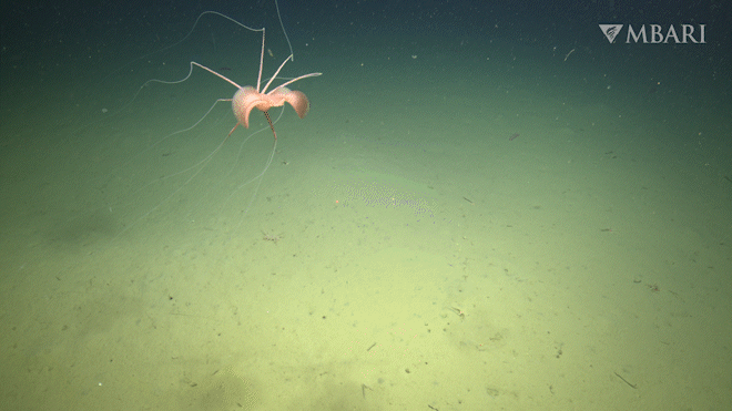 An animated gif of a bigfin squid floating at the bottom of the ocean.