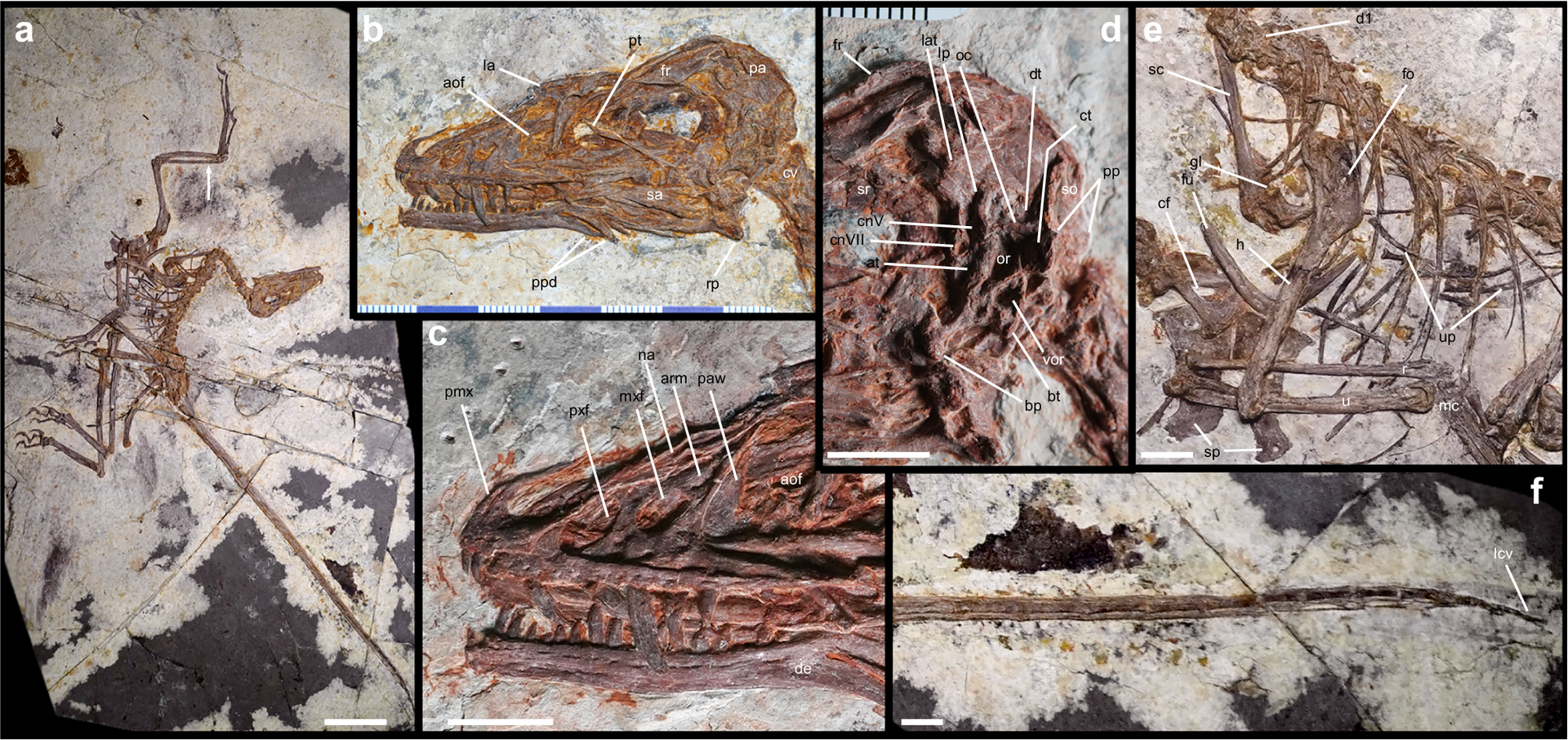 Une série d’images de dinosaures fossilisés restent dans la pierre.