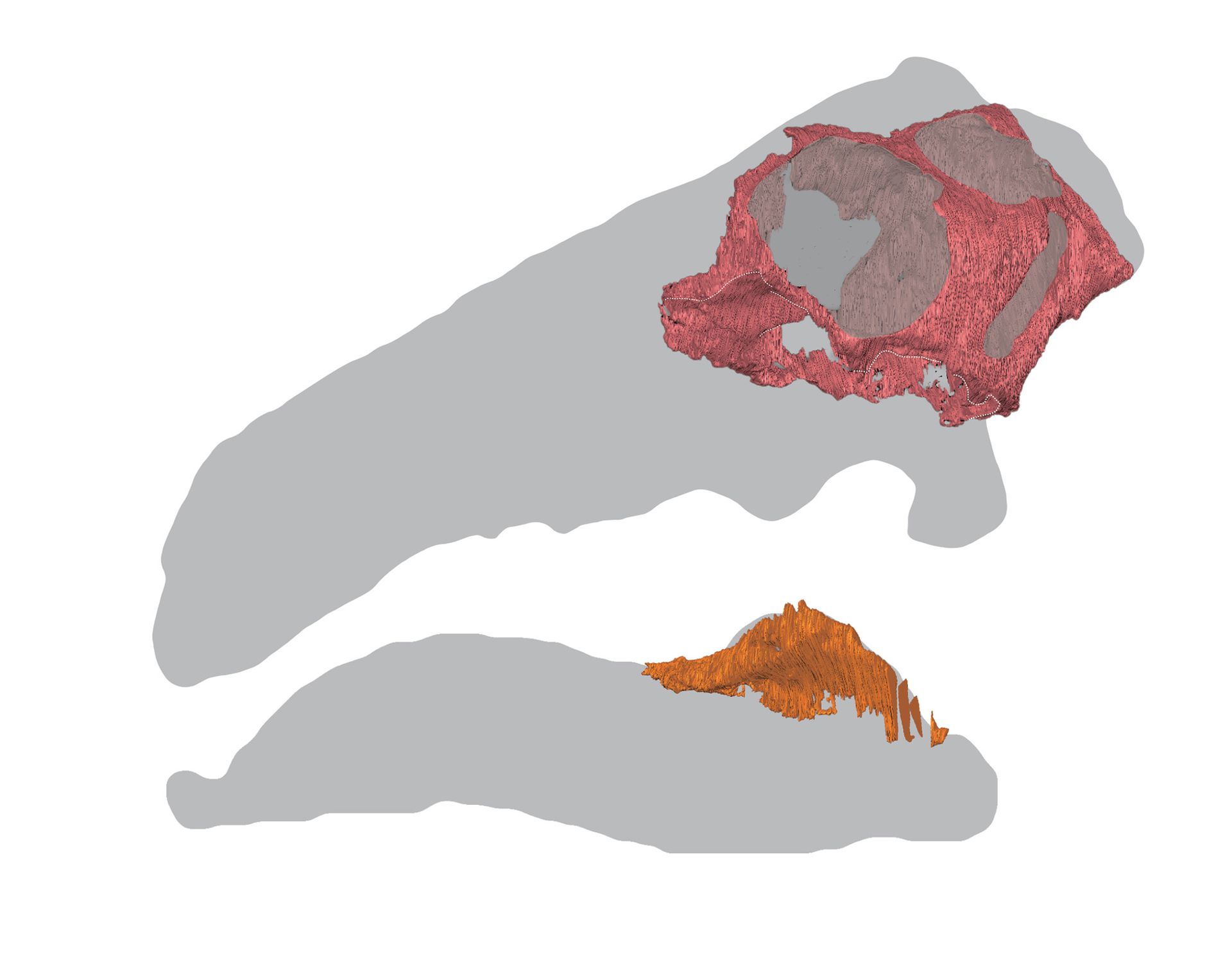 Deux contours colorés montrent des parties de deux moitiés d’un crâne de dinosaure sur un fond blanc.