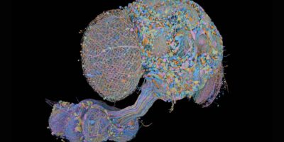 Une nouvelle carte du système nerveux central d&rsquo;une mouche mâle comprend les 166 000 neurones et permet des comparaisons directes avec le cerveau d&rsquo;une mouche femelle