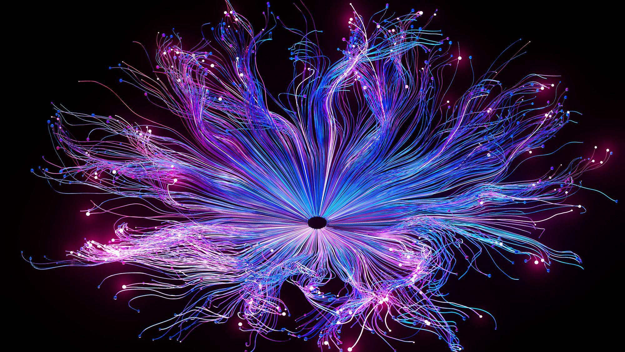 A bloom of purple and blue strands of light against a black background.