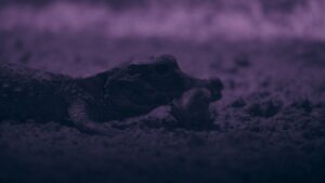 Regardez les plus petits crocodiles du monde arracher des chauves-souris dans leur repaire souterrain caché – un comportement jamais vu auparavant