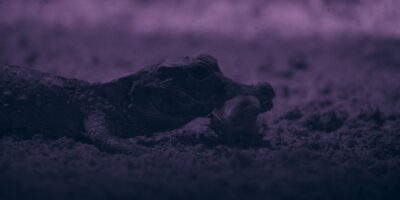 Regardez les plus petits crocodiles du monde arracher des chauves-souris dans leur repaire souterrain caché – un comportement jamais vu auparavant