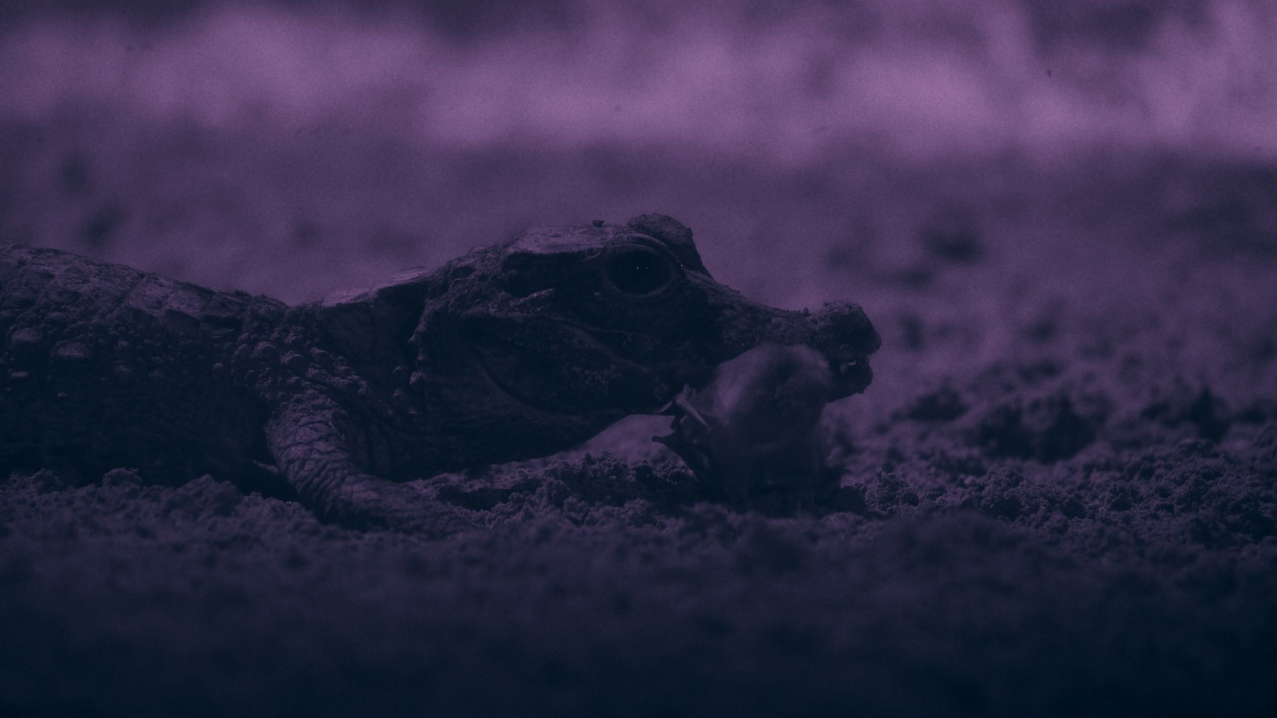 Regardez les plus petits crocodiles du monde arracher des chauves-souris dans leur repaire souterrain caché – un comportement jamais vu auparavant