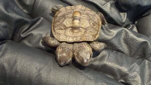A close up of a small two-headed turtle held in a black latex glove.