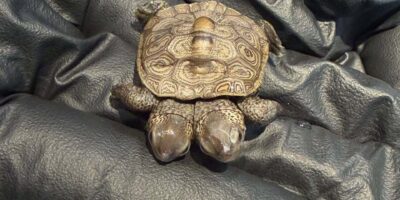 Un rare nouveau-né de tortue à deux têtes découvert à Cape Cod