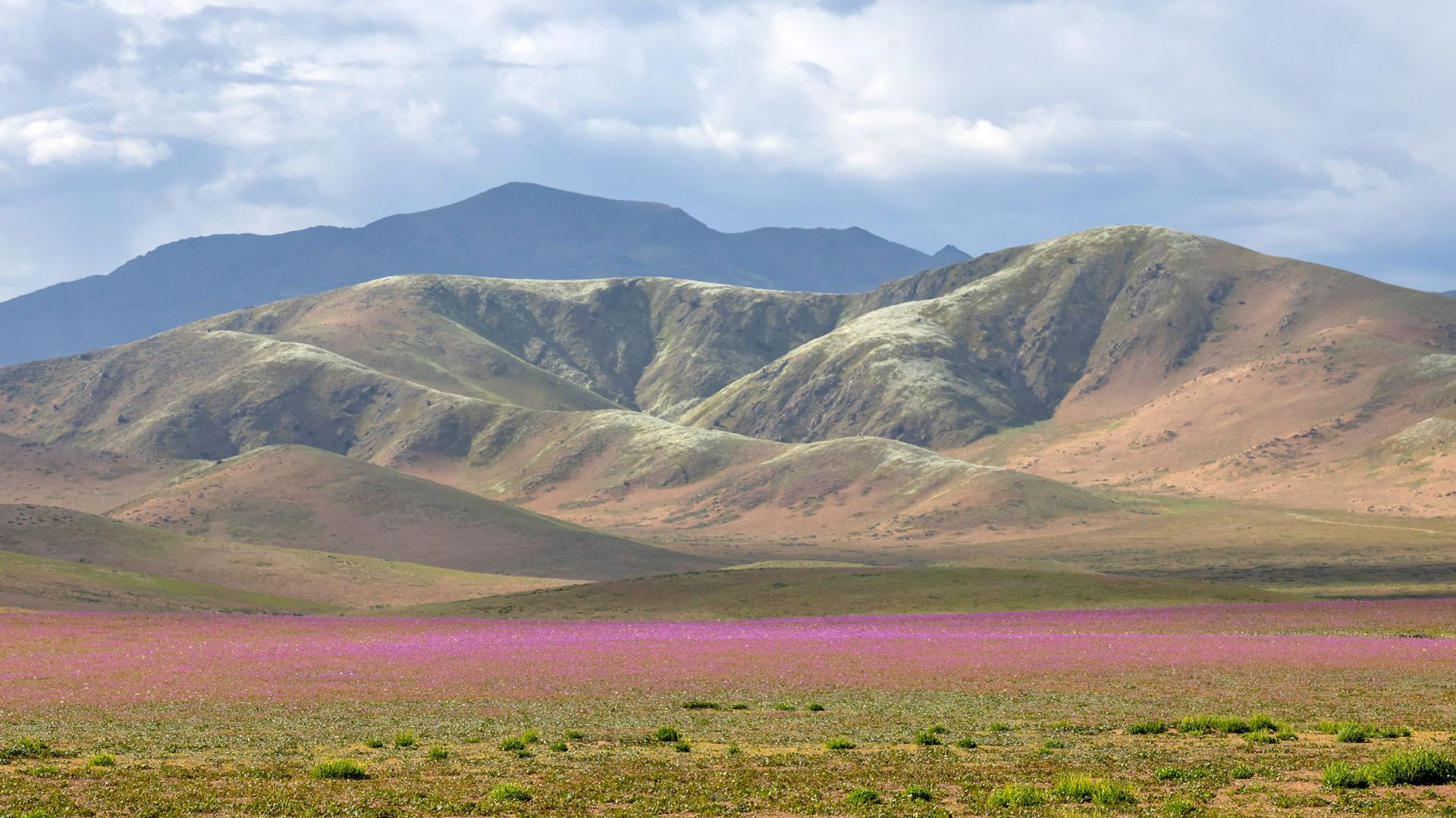 Une parcelle de fleurs roses est visible devant une chaîne de montagnes.