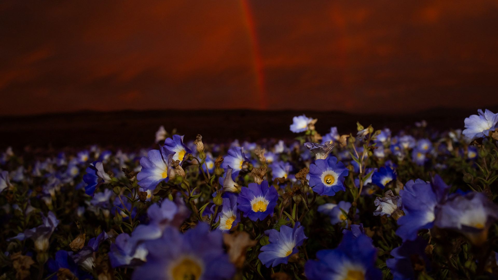 Une série de fleurs violettes est visible sous un ciel rouge.