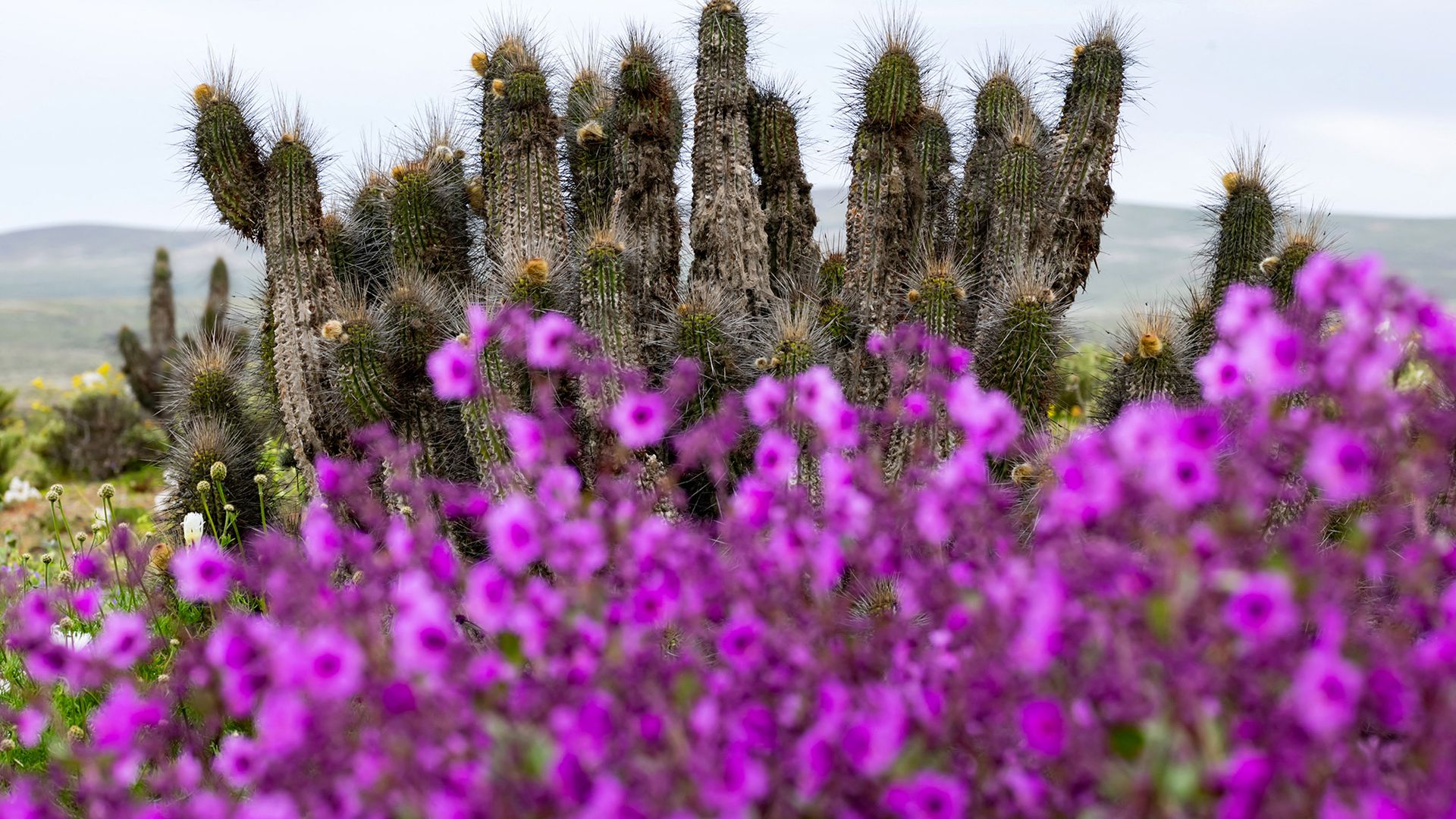 Une parcelle de fleurs violettes est visible avec de longs cactus en arrière-plan.