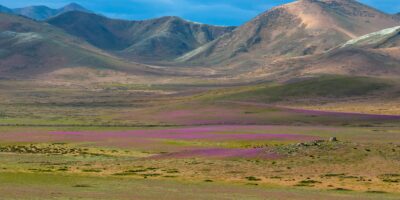 Des fleurs sauvages colorées fleurissent dans le désert d&rsquo;Atacama au Chili à la suite du « super » El Niño