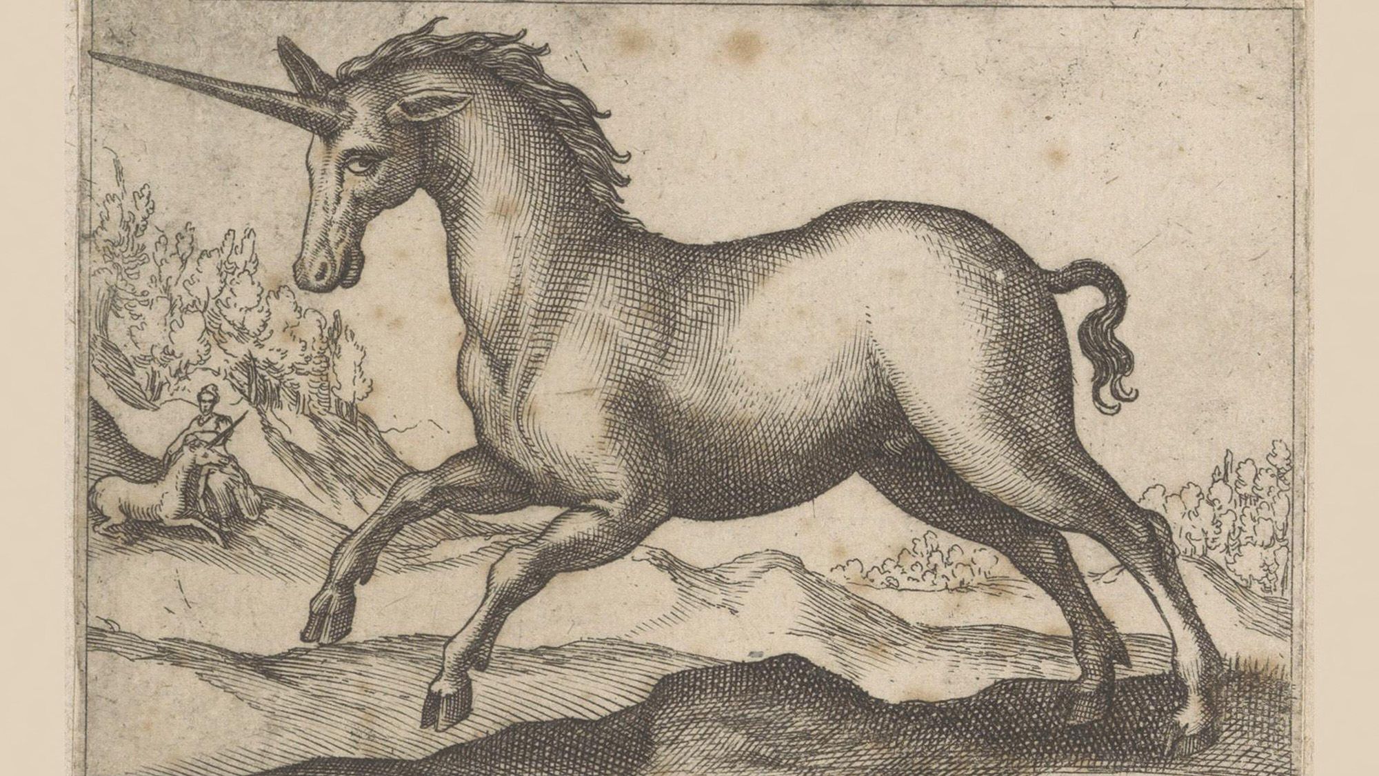 A drawing of a unicorn.