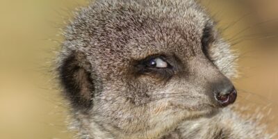 Les animaux ressentent-ils la schadenfreude ?